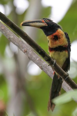 Pale-mandibled Aracari - Bleeksnavelarassari - Araçari à bec clair