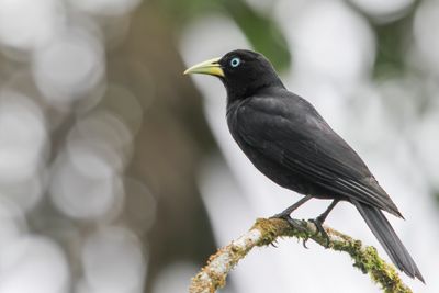 Scarlet-rumped Cacique - Kleine Bloedstuitbuidelspreeuw - Cassique à bec mince