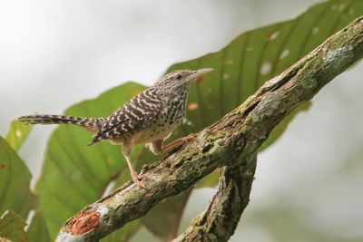 Band-backed Wren - Tijgerwinterkoning - Troglodyte zoné