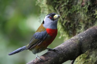 Toucan Barbet - Toekanbaardvogel - Cabézon toucan