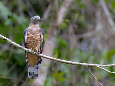 Pacific Baza - Australische Koekoekswouw - Baza huppé