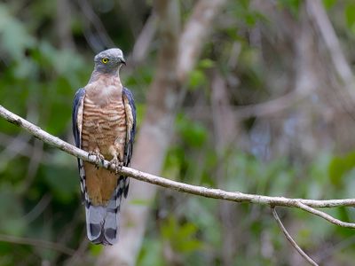 Pacific Baza - Australische Koekoekswouw - Baza hupp