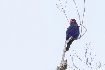 Azure Dollarbird - Azuurscharrelaar - Rolle azuré