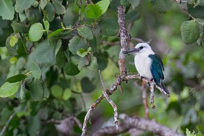 Beach Kingfisher - Hagedisijsvogel - Martin-chasseur  tte blanche