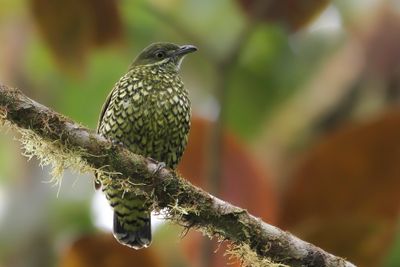 Birds of Ecuador 2012