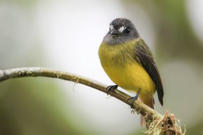 Ornate Flycatcher - Ornaattiran - Moucherolle orné