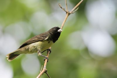 Yellow-bellied Seedeater - Geelbuikdikbekje - Sporophile à ventre jaune