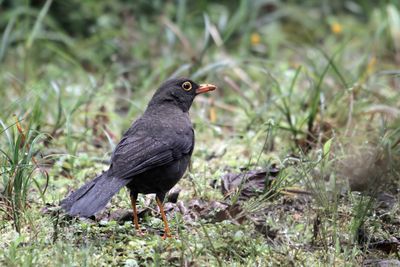 Great Thrush - Reuzenlijster - Merle géant