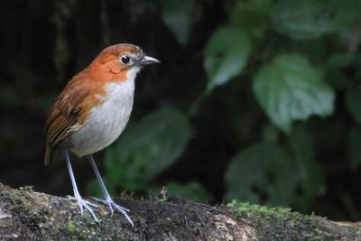 White-bellied Antpitta - Roodrugmierpitta - Grallaire à ventre blanc