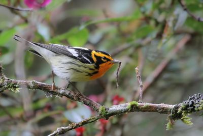 Blackburnian Warbler - Sparrenzanger - Paruline  gorge orange