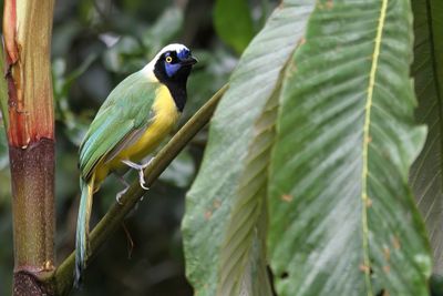 Green Jay - Groene Gaai - Geai vert