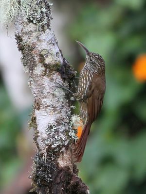Montane Woodcreeper - Bergmuisspecht - Grimpar montagnard