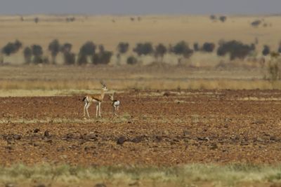 Dorcas gazelle