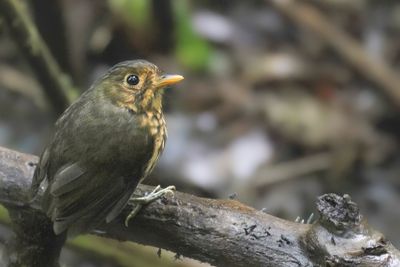Ochre-breasted Antpitta - Okerborstdwergmierpitta - Grallaire ocrée