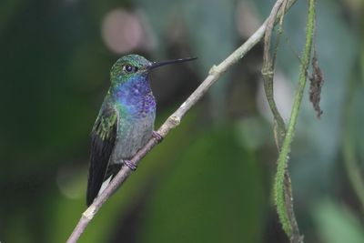 Green-backed Hillstar - Colibri à queue blanche