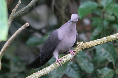 Plumbeous Pigeon - Loodgrijze Duif - Pigeon plomb