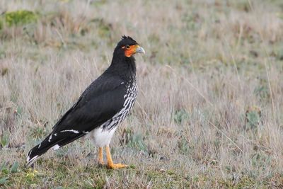 Carunculated Caracara -Lelcaracara - Caracara caronculé