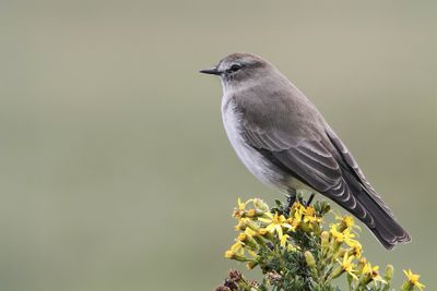 Paramo Ground Tyrant - Rotsgrondtiran - Dormilon à grands sourcils