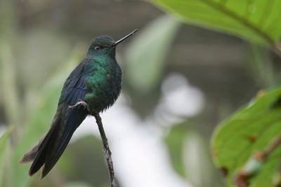 Great Sapphirewing - Saffiervleugelkolibrie - Colibri à ailes saphir
