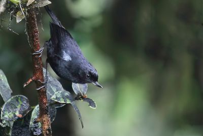 Glossy Flowerpiercer - Glansberghoningkruiper - Percefleur de Lafresnaye