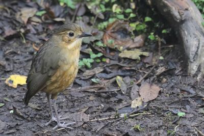 Tawny Antpitta - Bergmierpitta - Grallaire de Quito