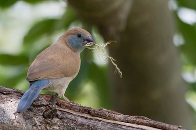 Red-cheeked Cordonbleu - Blauwfazantje - Cordonbleu à joues rouges (f)
