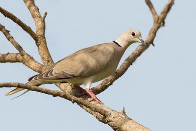 African Collared Dove - Izabeltortel - Tourterelle rieuse