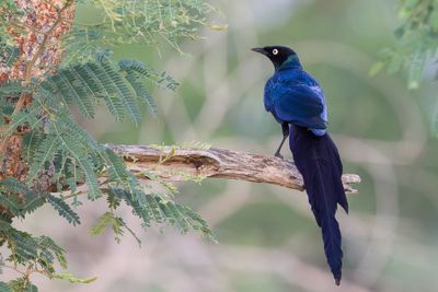 Long-tailed Glossy Starling - Groene Langstaartglansspreeuw - Choucador à longue queue