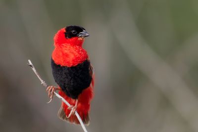 Northern Red Bishop - Oranje Wever - Euplecte franciscain (m)