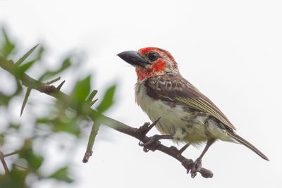 Vieillot's Barbet - Rood-gele Baardvogel - Barbican de Vieillot