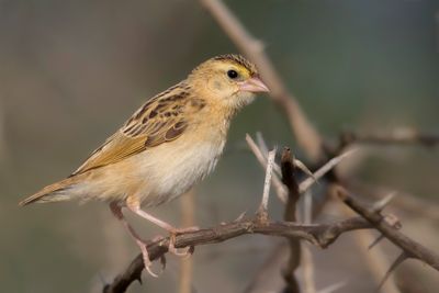 Northern Red Bishop - Oranje Wever - Euplecte franciscain (j)