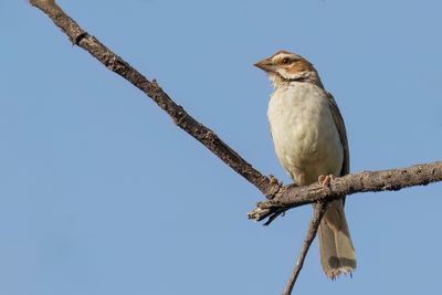 Chestnut-crowned Sparrow-Weaver - Roestwangwever - Mahali à calotte marron