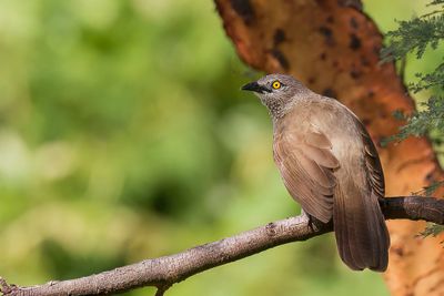 Brown Babbler - Sahelbabbelaar - Cratrope brun