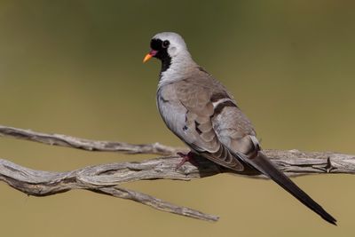 Namaqua Dove - Maskerduif - Tourtelette masquée (m)