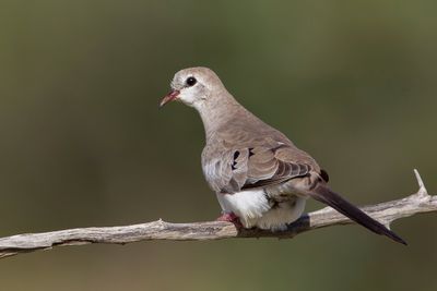 Namaqua Dove - Maskerduif - Tourtelette masquée (f)