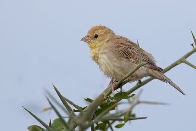 Sudan Golden Sparrow - Bruinruggoudmus - Moineau doré (f)