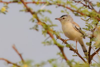 Cricket Warbler - Krekelprinia - Spiloptile à front écailleux