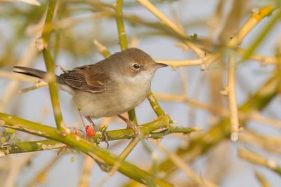 Common Whitethroat - Grasmus - Fauvette grisette