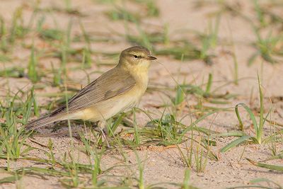 Willow Warbler - Fitis - Pouillot fitis