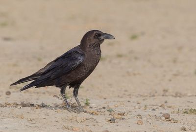 Brown-necked Raven - Bruinnekraaf - Corbeau brun