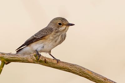 Spotted Flycatcher - Grauwe Vliegenvanger - Gobemouche gris