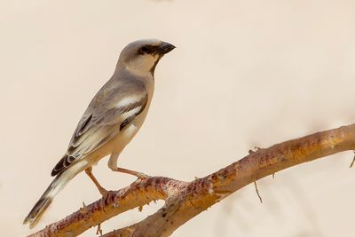 Desert Sparrow - Woestijnmus - Moineau blanc (m)