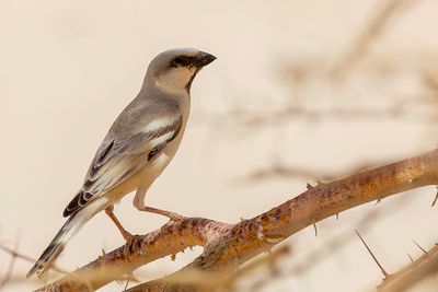 Desert Sparrow - Woestijnmus - Moineau blanc (m)