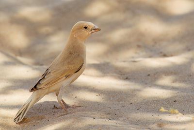Desert Sparrow - Woestijnmus - Moineau blanc (f)