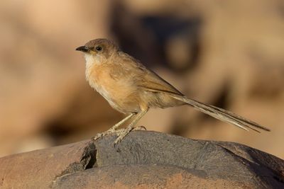 Fulvous Babbler - Bruingele Babbelaar - Cratérope fauve