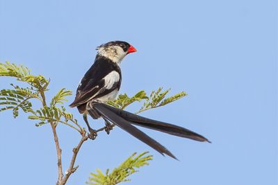 Pin-tailed Whydah - Dominicanerwida - Veuve dominicaine (m)