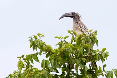 African Grey Hornbill - Grijze Tok - Calao  bec noir