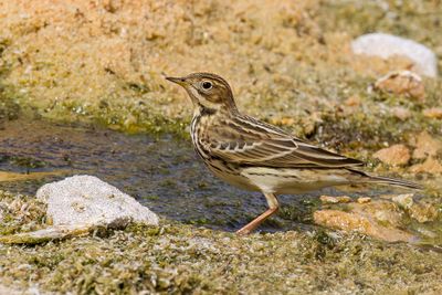 Red-throated Pipit - Roodkeelpieper - Pipit  gorge rousse