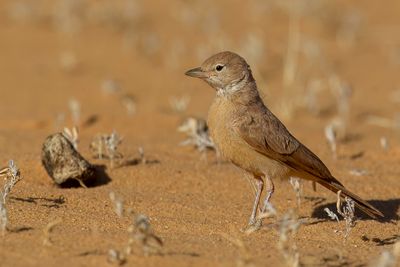 Desert Lark - Woestijnleeuwerik - Ammomane isabelline