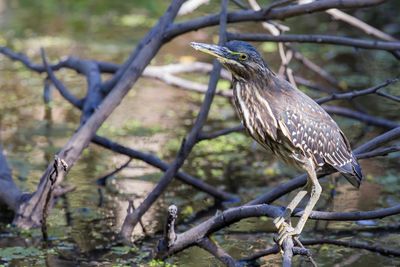 Little Heron - Héron des mangroves